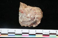 藏品(馬氏珍珠蛤)的圖片